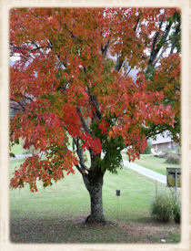 Fall Tree